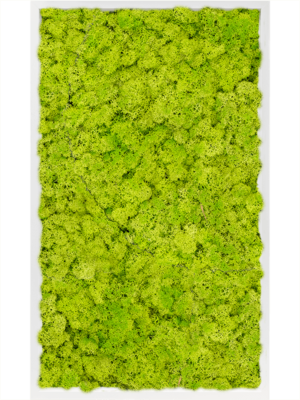 MDF RAL 9010 Satin Gloss 100% Reindeer Moss (Spring green)