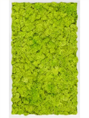 MDF RAL 9010 Satin Gloss 100% Reindeer Moss (Spring green)
