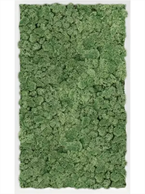 MDF RAL 9010 Satin Gloss 100% Reindeer Moss (Moss green)