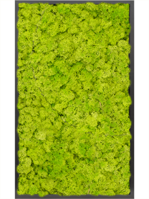 MDF RAL 9005 Satin Gloss 100% Reindeer Moss (Spring green)