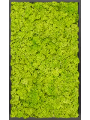 MDF RAL 9005 Satin Gloss 100% Reindeer Moss (Spring green)