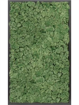 MDF RAL 9005 Satin Gloss 100% Reindeer Moss (Moss green)