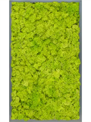 MDF RAL 7016 Satin Gloss 100% Reindeer Moss (Spring green)