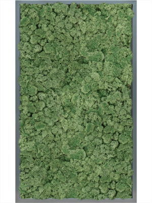 MDF RAL 7016 Satin Gloss 100% Reindeer Moss (Moss green)