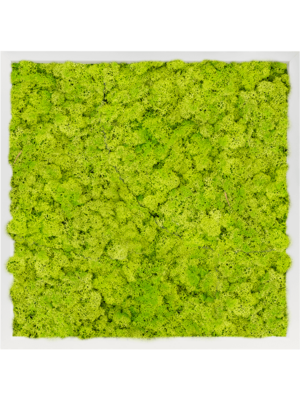 MDF RAL 9010 Satin Gloss 100% Reindeer Moss (Spring green)
