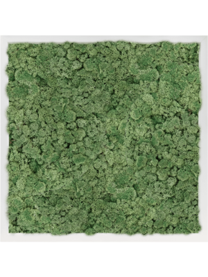 MDF RAL 9010 Satin Gloss 100% Reindeer Moss (Moss green)
