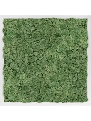 MDF RAL 9010 Satin Gloss 100% Reindeer Moss (Moss green)