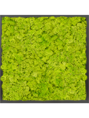 MDF RAL 9005 Satin Gloss 100% Reindeer Moss (Spring green)