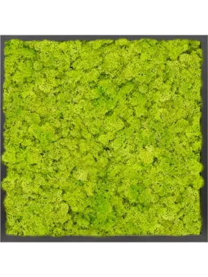 MDF RAL 9005 Satin Gloss 100% Reindeer Moss (Spring green)