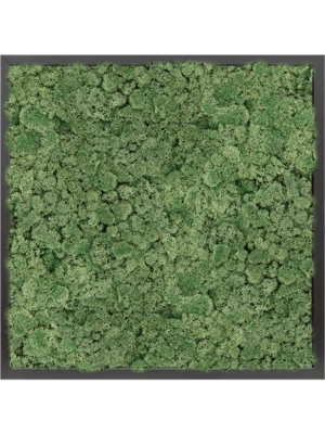 MDF RAL 9005 Satin Gloss 100% Reindeer Moss (Moss green)