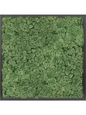 MDF RAL 9005 Satin Gloss 100% Reindeer Moss (Moss green)