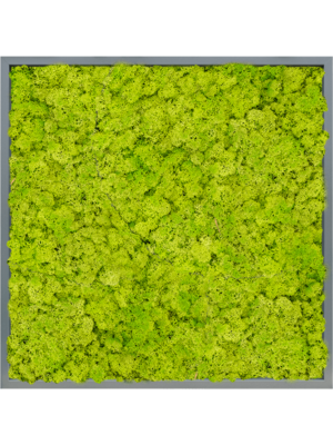 MDF RAL 7016 Satin Gloss 100% Reindeer Moss (Spring green)