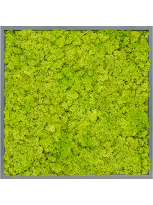 MDF RAL 7016 Satin Gloss 100% Reindeer Moss (Spring green)
