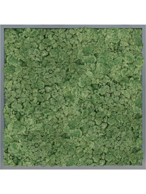MDF RAL 7016 Satin Gloss 100% Reindeer Moss (Moss green)
