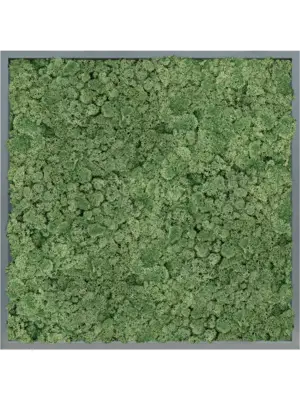 MDF RAL 7016 Satin Gloss 100% Reindeer Moss (Moss green)