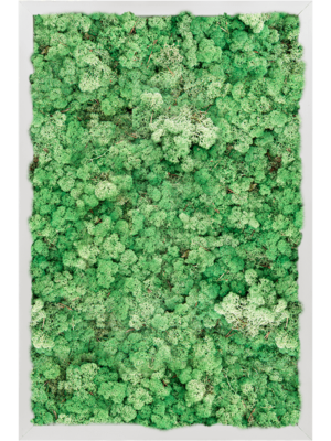 Aluminum 100% Reindeer moss (Grass Green)