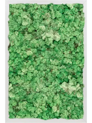 Aluminum 100% Reindeer moss (Grass Green)