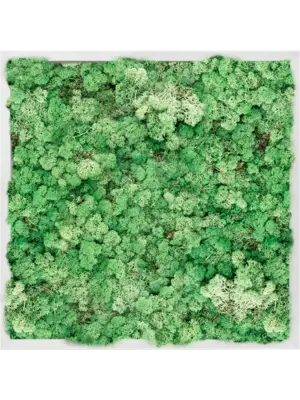Aluminum 100% Reindeer moss (Grass Green)