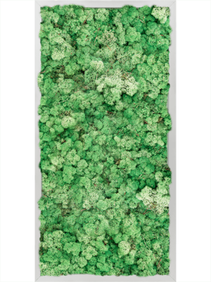 Aluminum 100% Reindeer moss (Grass Green)