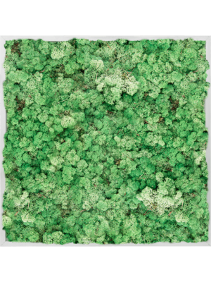 Aluminum 100% Reindeer moss (Grass Green)