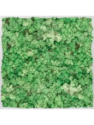 Aluminum 100% Reindeer moss (Grass Green)