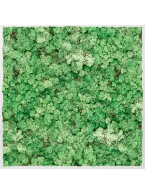 Aluminum 100% Reindeer moss (Grass Green)
