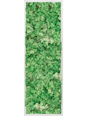 Aluminum 100% Reindeer moss (Grass Green)