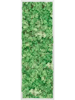 Aluminum 100% Reindeer moss (Grass Green)