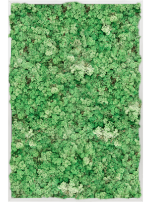 Aluminum 100% Reindeer moss (Grass Green)