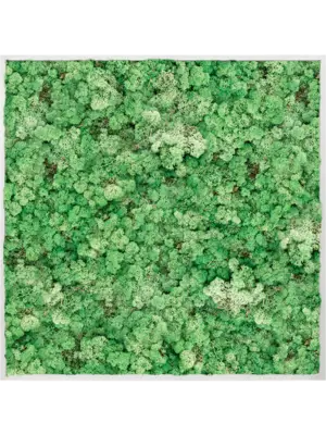 Aluminum 100% Reindeer moss (Grass Green)