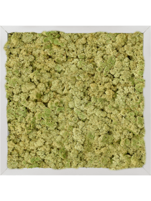 Aluminum 100% Reindeer moss (Old Green)