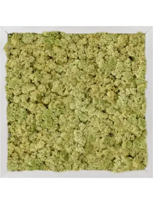 Aluminum 100% Reindeer moss (Old Green)