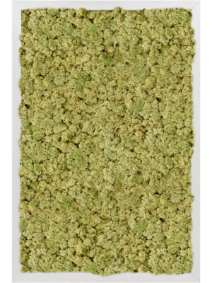 Aluminum 100% Reindeer moss (Old Green)
