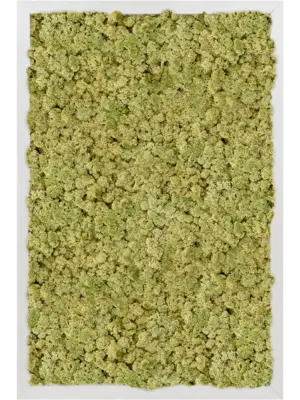 Aluminum 100% Reindeer moss (Old Green)