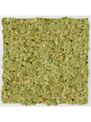 Aluminum 100% Reindeer moss (Old Green)