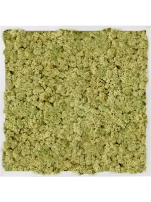 Aluminum 100% Reindeer moss (Old Green)
