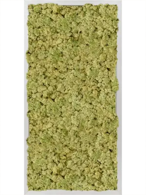 Aluminum 100% Reindeer moss (Old Green)