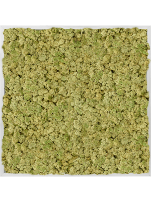 Aluminum 100% Reindeer moss (Old Green)