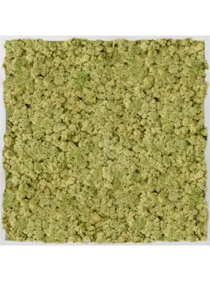 Aluminum 100% Reindeer moss (Old Green)