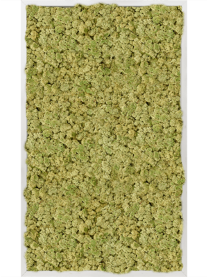 Aluminum 100% Reindeer moss (Old Green)