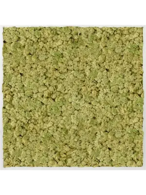Aluminum 100% Reindeer moss (Old Green)