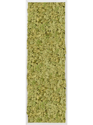 Aluminum 100% Reindeer moss (Old Green)