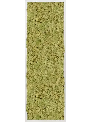 Aluminum 100% Reindeer moss (Old Green)