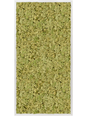Aluminum 100% Reindeer moss (Old Green)