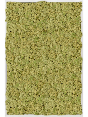 Aluminum 100% Reindeer moss (Old Green)