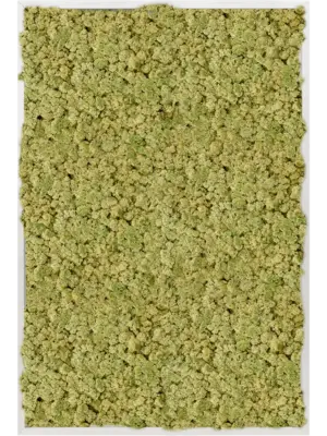 Aluminum 100% Reindeer moss (Old Green)