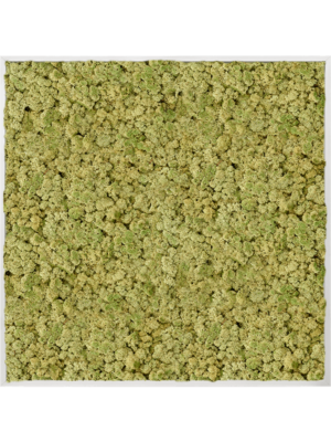 Aluminum 100% Reindeer moss (Old Green)