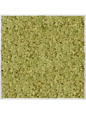 Aluminum 100% Reindeer moss (Old Green)