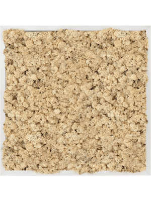 Aluminum 100% Reindeer moss (Natural)
