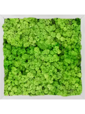 Aluminum 100% Reindeer moss (Light Grass Green)